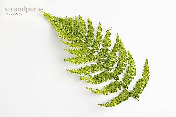 Green fern (Tracheophyta) on a white background  botanical close-up