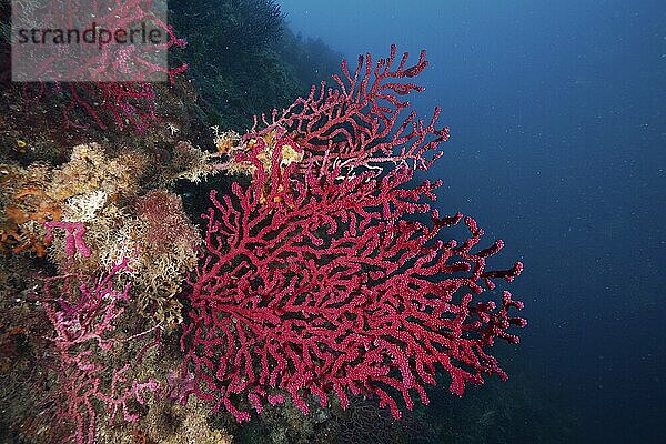 Large red Violescent sea-whip (Paramuricea clavata) against the blue background of the ocean. Dive site Marine reserve Cap de Creus  Rosas  Costa Brava  Spain  Mediterranean Sea  Europe