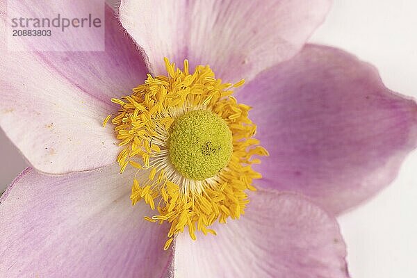 Close-up of a pink dahlia flower (Dahlia) on a white background