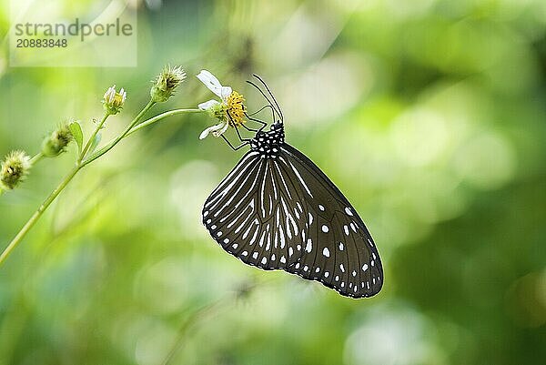 Milkweed butterfly (Danainae) with white spots rests on white flower with blurred green background  Taoyuan  Taiwan  Asia