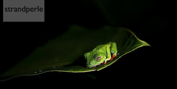 Red-eyed tree frog (Agalychnis callidryas) on a leaf  macro photograph  black background  Tortuguero National Park  Costa Rica  Central America