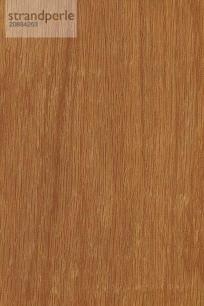 Background of wood grain from White Oak  Quercus alba  from the Eastern United States