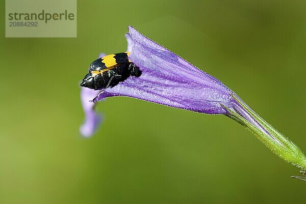 A close-up of a small insect crawling on a purple flower petal against a green background  Taoyuan  Taiwan  Asia