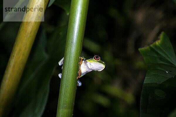 Red-eyed tree frog (Agalychnis callidryas) on a leaf  macro photograph  black background  Tortuguero National Park  Costa Rica  Central America