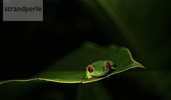 Red-eyed tree frog (Agalychnis callidryas) on a leaf  macro photograph  black background  Tortuguero National Park  Costa Rica  Central America