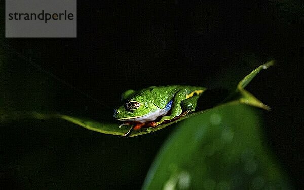 Red-eyed tree frog (Agalychnis callidryas) on a leaf  macro photograph  black background  Tortuguero National Park  Costa Rica  Central America