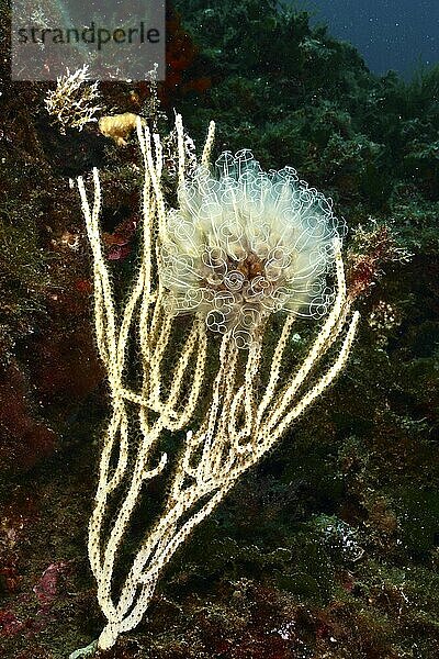 Translucent Sea squirt (Clavelina Dellavallei) on white gorgonian (Eunicella singularis)  dive site Marine Protected Area Cap de Creus  Rosas  Costa Brava  Spain  Mediterranean Sea  Europe