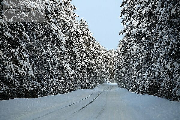 Fantastic winter landscape- mountain road in fir forest covered with snow