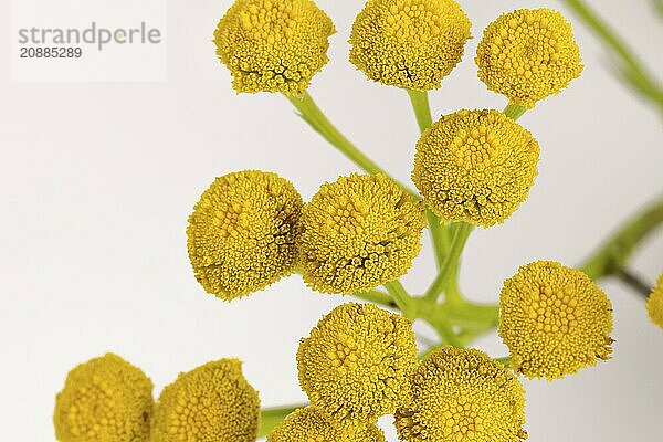 Macro photograph  flowers of tansy (Tanacetum vulgare) on a white background