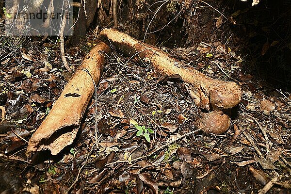 Leg bones of an eastern moa  Emeus crassus  a relatively short-legged  bulky  medium-sized moa  from New Zealand. Now extinct