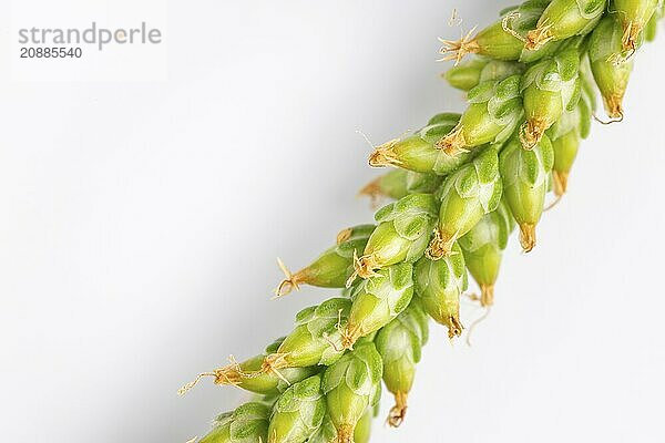 Close-up  green seed head of broad-leaved plantain (Plantago major) against a white background