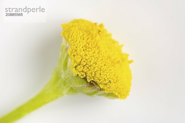 Macro photograph  flower of tansy (Tanacetum vulgare) on a white background