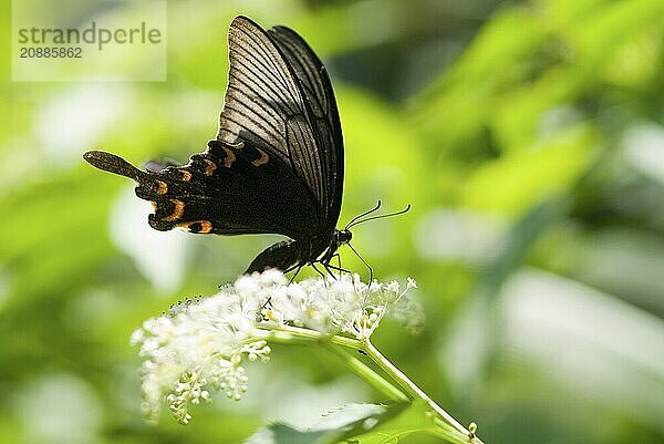 Swallowtail butterfly (Papilio bianor) with orange markings feeds on white flowers against a green background  Taoyuan  Taiwan  Asia