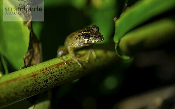 Fitzinger's Dink Frog (Craugastor fitzingeri) on a leaf  macro photograph  black background  Tortuguero National Park  Costa Rica  Central America