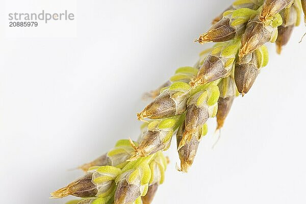 Close-up  brown seed head of broad-leaved plantain (Plantago major) against a white background