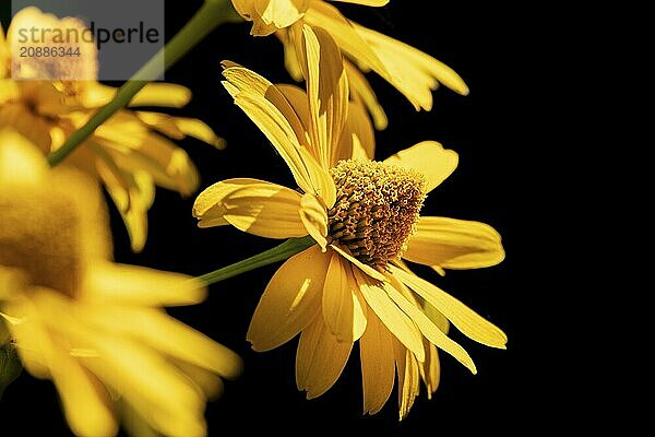 Flowers of the heliopsis in sunlight against a black background  Neunkirchen  Lower Austria  Austria  Europe