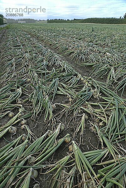 A field of brown onions awaits the harvest on the Canterbury Plains  South Island  New Zealand  Oceania