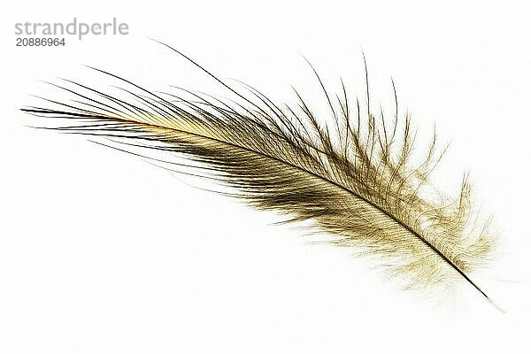 A feather of the North Island brown kiwi  Apteryx mantelli  from New Zealand