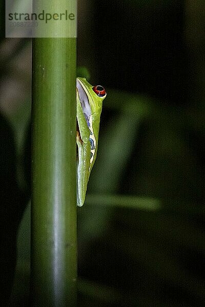 Red-eyed tree frog (Agalychnis callidryas) on a leaf  macro photograph  black background  Tortuguero National Park  Costa Rica  Central America