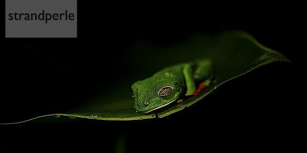 Red-eyed tree frog (Agalychnis callidryas) on a leaf  macro photograph  black background  Tortuguero National Park  Costa Rica  Central America