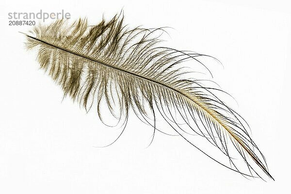 A feather of the North Island brown kiwi  Apteryx mantelli  from New Zealand