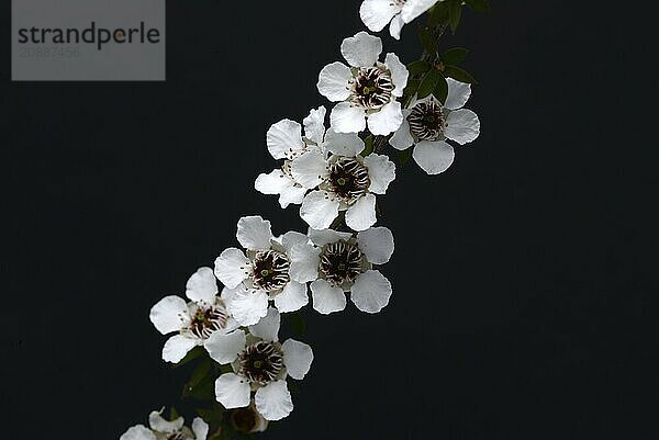 Flowers of New Zealand manuka  Leptospermum scoparium  against a black background