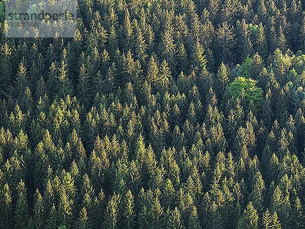 Spruce forest in the evening light  view of the treetops from above  aerial view  Thuringia  Germany  Europe