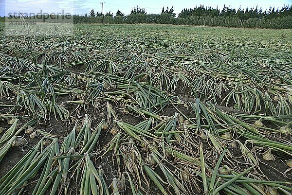 A field of brown onions awaits the harvest on the Canterbury Plains  South Island  New Zealand  Oceania