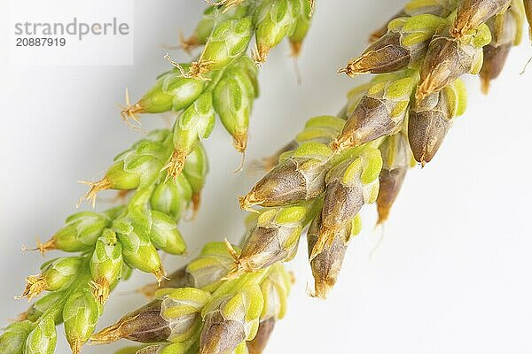 Close-up  seed heads of broad-leaved plantain (Plantago major) against a white background