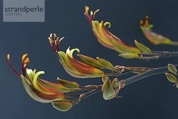 Flowers of New Zealand swamp flax  Phormium tenax  against a grey background