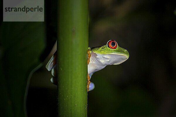 Red-eyed tree frog (Agalychnis callidryas) on a leaf  macro photograph  black background  Tortuguero National Park  Costa Rica  Central America