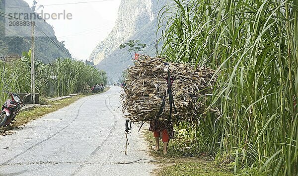 Vietnamese woman carrying harvested corn on her back  northern highlands  Ha Giang province  Vietnam  Asia