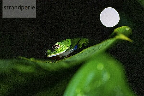 Red-eyed tree frog (Agalychnis callidryas) on a leaf  macro photograph  black background  Tortuguero National Park  Costa Rica  Central America