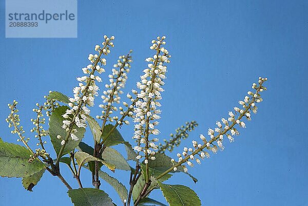 Flowers of New Zealand Weinmannia racemosa  commonly called kamahi  an evergreen small shrub to medium-sized tree of the family Cunoniaceae  against a blue background