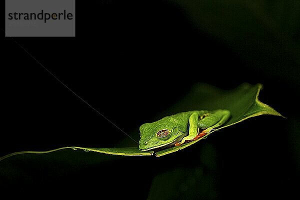 Red-eyed tree frog (Agalychnis callidryas) on a leaf  macro photograph  black background  Tortuguero National Park  Costa Rica  Central America