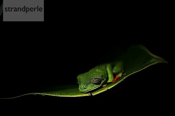 Red-eyed tree frog (Agalychnis callidryas) on a leaf  macro photograph  black background  Tortuguero National Park  Costa Rica  Central America