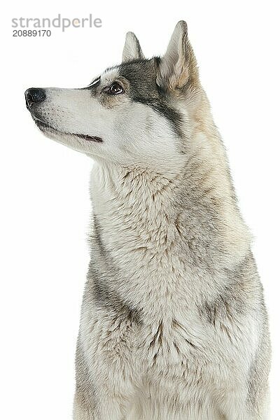 Dog on a white background. Siberian Husky