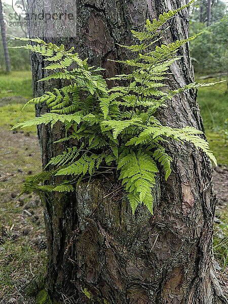 Fern (Pteridium aquilinum) growing on a tree trunk in Ystad  Skåne County  Sweden  Scandinavia  Europe