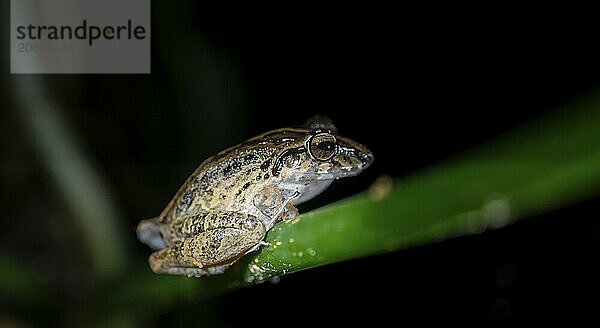 Fitzinger's Dink Frog (Craugastor fitzingeri) on a leaf  macro photograph  black background  Tortuguero National Park  Costa Rica  Central America