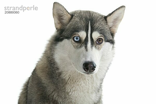 Dog on a white background. Siberian Husky