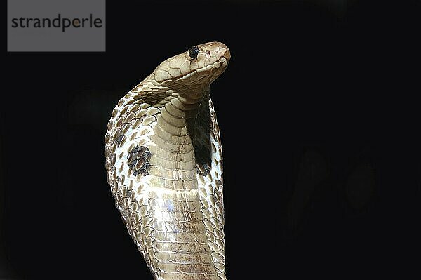 King Cobra  Naja naja  with flared hood against black background  Tamil Nadu  South India