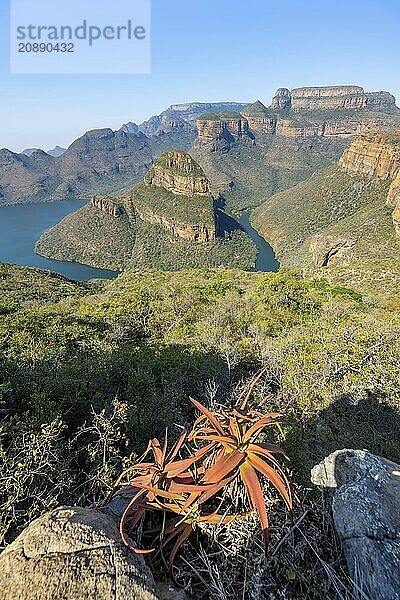 Agave growing on a rock  river bend at the Blyde River Canyon with Three Rondawels peak  view of canyon with Blyde River and table mountains in the evening light  canyon landscape  Panorama Route  Mpumalanga  South Africa  Africa