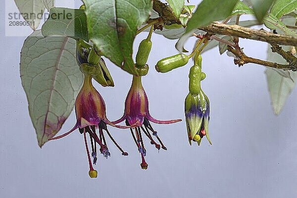 Flowers of New Zealand tree fuchsia  Fuchsia excorticata  (kotukutuku) against a white background