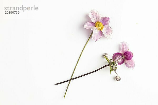 Two pink flowers and buds of the chinese anemone (Anemone hupehensis) on a white background