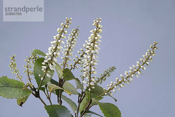 Flowers of New Zealand Weinmannia racemosa  commonly called kamahi  an evergreen small shrub to medium-sized tree of the family Cunoniaceae  against a white background