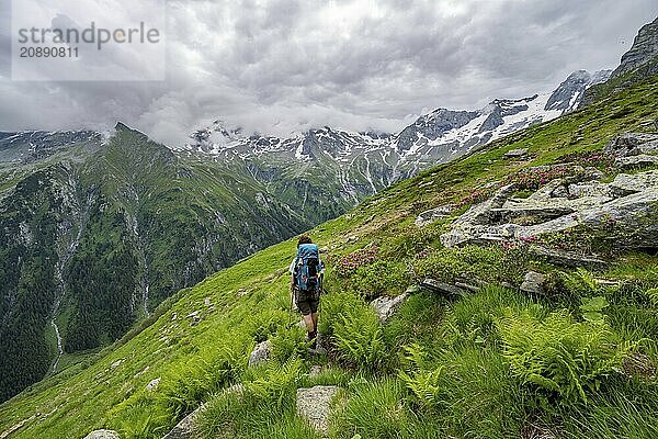 Mountaineer between green vegetation on a hiking trail  cloudy mountain peaks in Stillupptal  Zillertal Alps  Tyrol  Austria  Europe