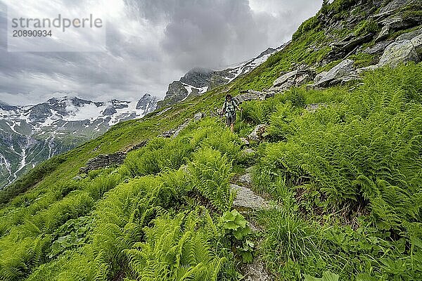 Mountaineer on a hiking trail on a green mountain slope  cloudy mountain peaks in Stillupptal  Zillertal Alps  Tyrol  Austria  Europe