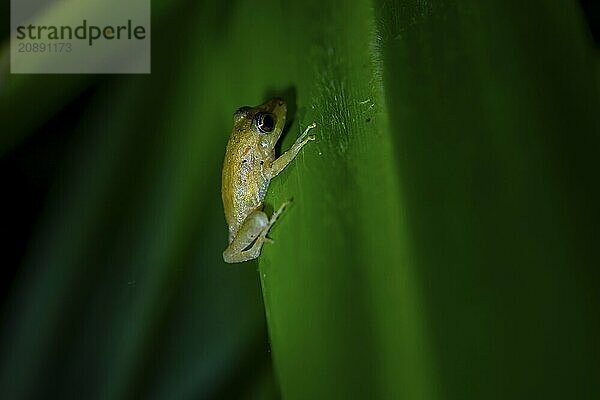 Frog on a leaf  macro shot  black background  Tortuguero National Park  Costa Rica  Central America