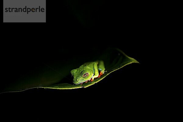 Red-eyed tree frog (Agalychnis callidryas) on a leaf  macro photograph  black background  Tortuguero National Park  Costa Rica  Central America