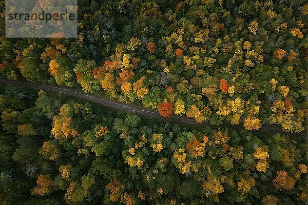 Aerial perspective of an autumn forest with leaves in varying shades of amber red and yellow  AI generated